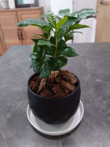 コーヒーの木 成長記録 100均観葉植物