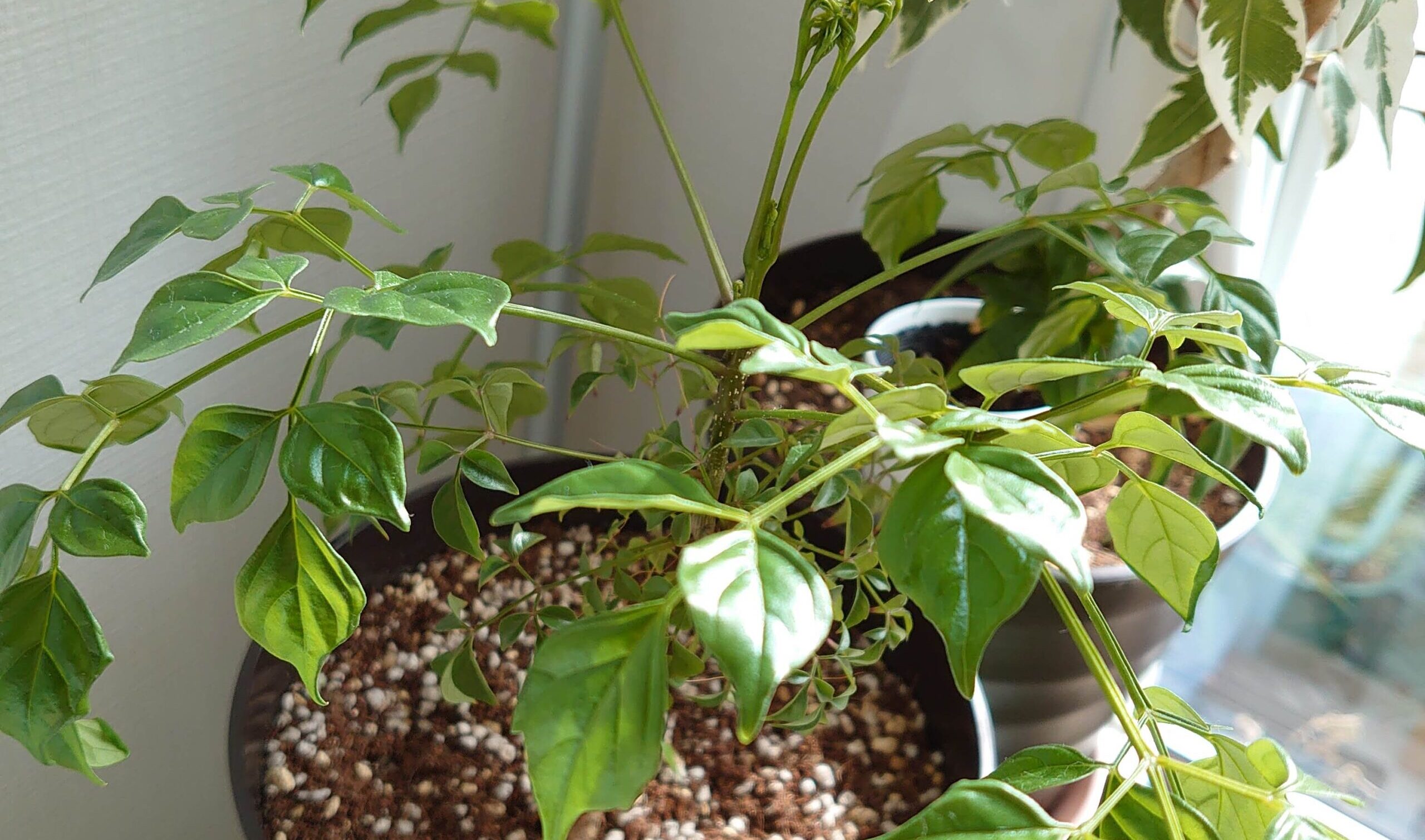 ステレオスペルマム 成長記録 100均観葉植物