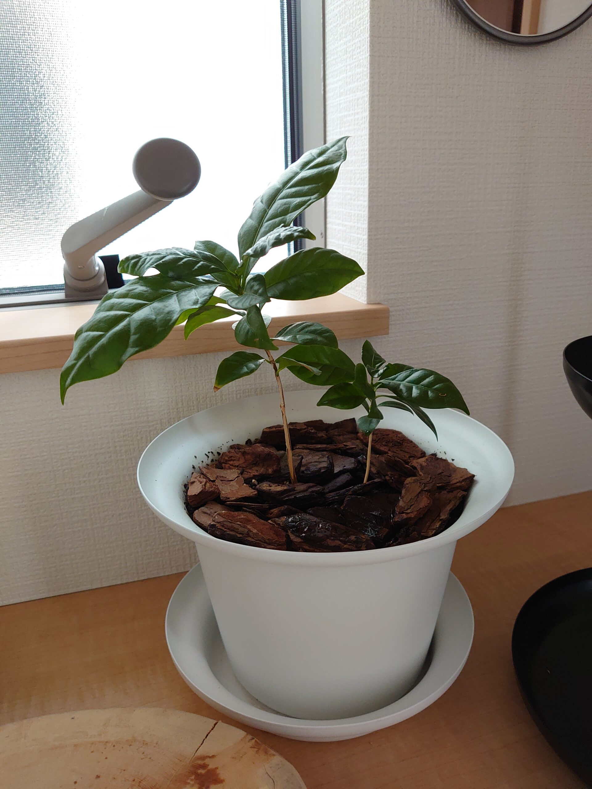 コーヒーの木　成長記録＜100均観葉植物＞