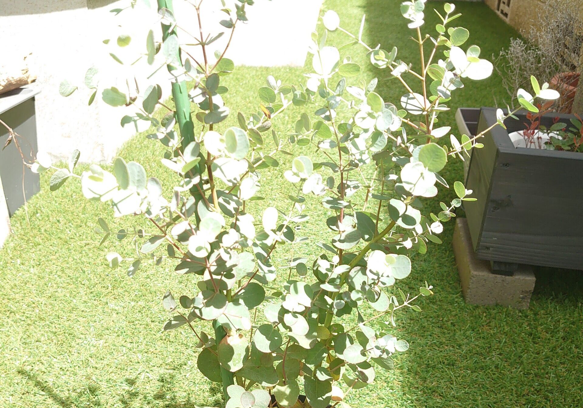ユーカリ　グニー（鉢植え）　成長記録＜園芸店で購入した植物＞